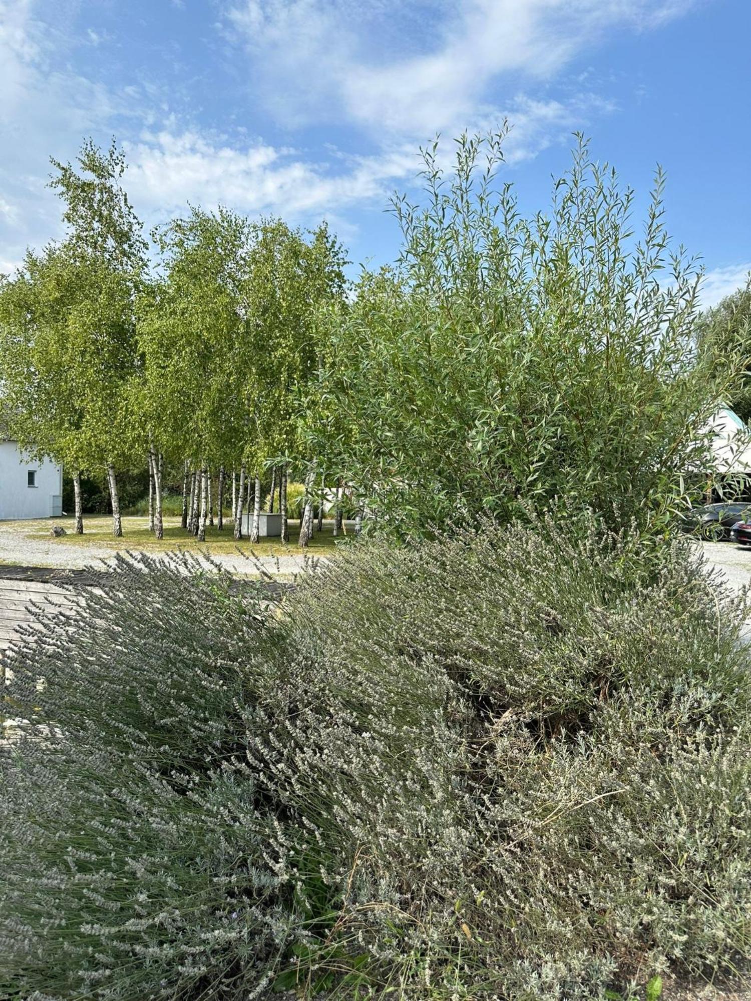 Haus Am See Neusiedl am See Εξωτερικό φωτογραφία